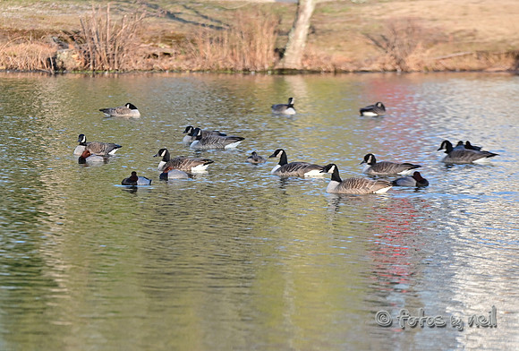 DSC_1071_01