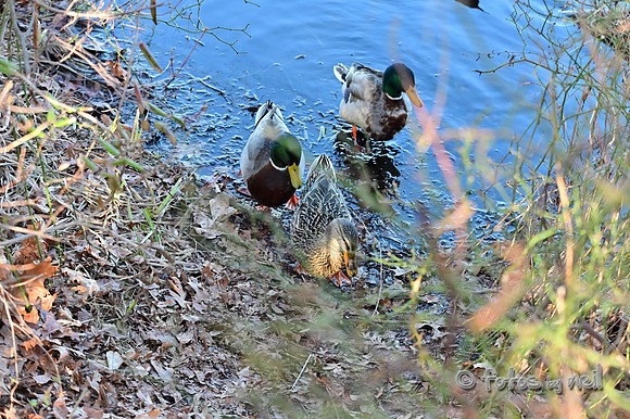 DSC_0975