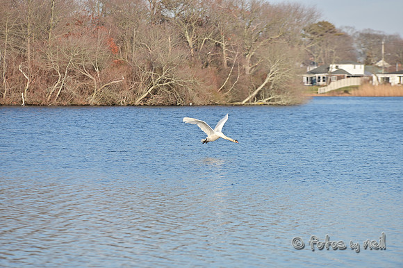 DSC_0966