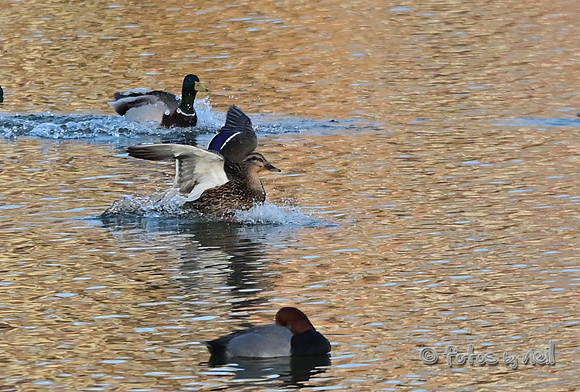DSC_1145_01