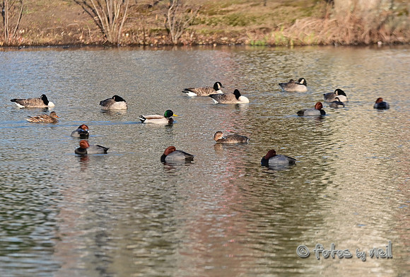 DSC_1086_01