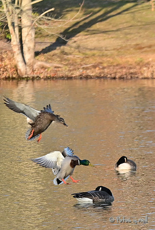 DSC_1141_01
