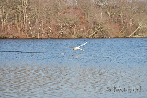 DSC_0964