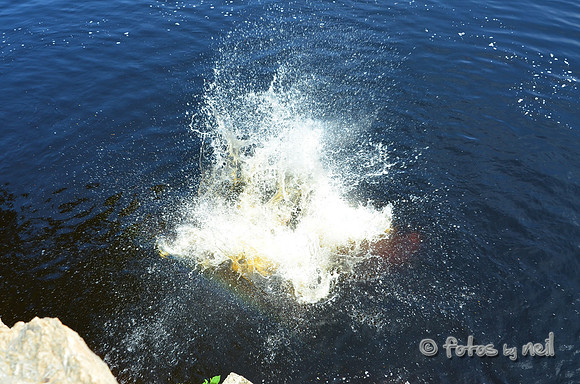 DSC_4546