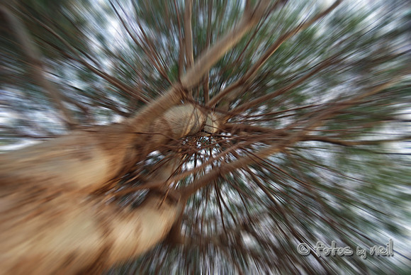 "Falling out of a tree"