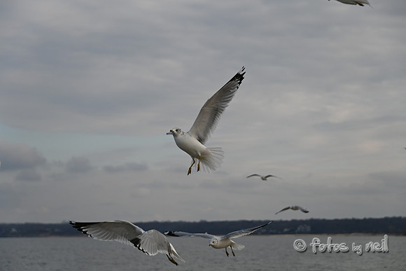 DSC_8598_01