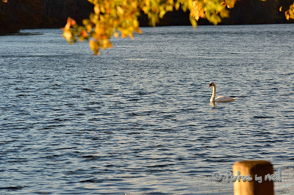 DSC_7252