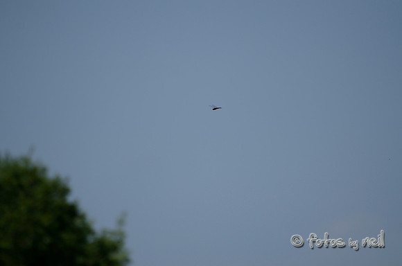 _DSC1704